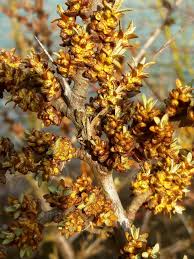Attēlu rezultāti vaicājumam “Hippophae rhamnoides female flower”