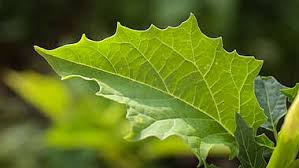 Image result for Datura stramonium