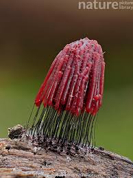 Attēlu rezultāti vaicājumam “Stemonitis fusca spores”