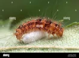 Attēlu rezultāti vaicājumam “Nola confusalis”