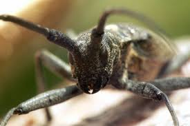 Attēlu rezultāti vaicājumam “Monochamus galloprovincialis”