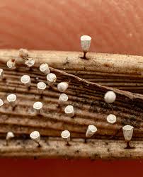 Attēlu rezultāti vaicājumam “Craterium leucocephalum”