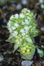 Attēlu rezultāti vaicājumam “Petasites spurius bud”