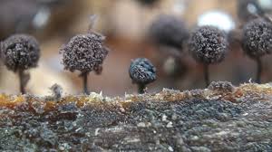 Attēlu rezultāti vaicājumam “Collaria arcyrionema stalked”