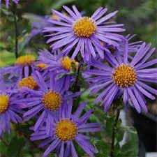 Image result for Aster amellus