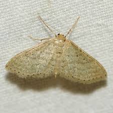 Attēlu rezultāti vaicājumam “Idaea sylvestraria”
