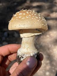 Attēlu rezultāti vaicājumam “Amanita pantherina”