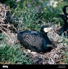 Attēlu rezultāti vaicājumam “Phalacrocorax carbo nest”