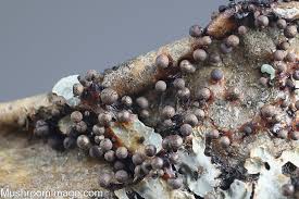 Attēlu rezultāti vaicājumam “Lamproderma violaceum”