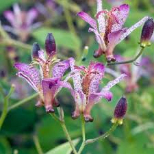 Image result for Tricyrtis `Black Beauty`