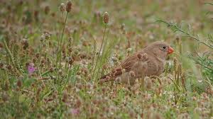 Image result for Bucanetes githagineus