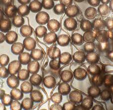 Attēlu rezultāti vaicājumam “Didymium serpula spores”