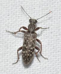 Attēlu rezultāti vaicājumam “Anthicidae”