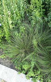 Attēlu rezultāti vaicājumam “Trichophorum cespitosum fruit”