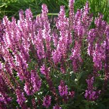 Attēlu rezultāti vaicājumam “Salvia nemorosa flower”