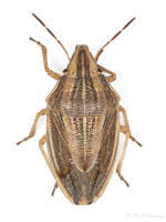 Attēlu rezultāti vaicājumam “Aelia acuminata”