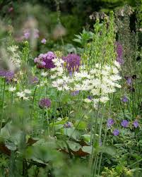 Attēlu rezultāti vaicājumam “Badhamia lilacina sessile”