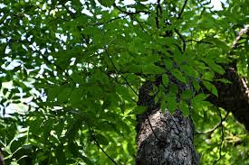 Attēlu rezultāti vaicājumam “Carya”