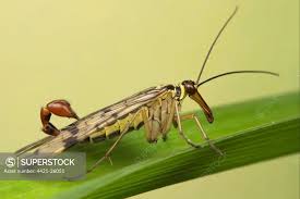 Attēlu rezultāti vaicājumam “Panorpa communis”