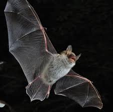 Attēlu rezultāti vaicājumam “Myotis daubentonii”