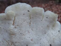 Attēlu rezultāti vaicājumam “Postia stiptica”