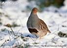 ARKive - Grey partridge videos, photos and facts - Perdix perdix