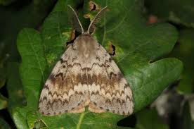 Attēlu rezultāti vaicājumam “Lymantria dispar”