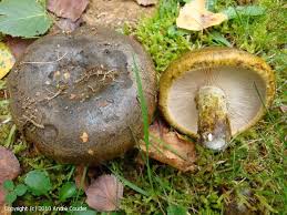 Attēlu rezultāti vaicājumam “Lactarius necator”