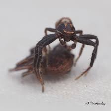 Attēlu rezultāti vaicājumam “Xysticus bifasciatus female”