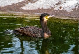 Attēlu rezultāti vaicājumam “Phalacrocorax carbo”
