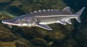 Image result for Scaphirhynchus platorynchus