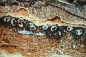 Attēlu rezultāti vaicājumam “Dianema nivale spores”