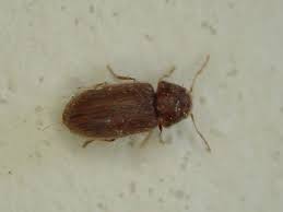 Attēlu rezultāti vaicājumam “Anobiidae”