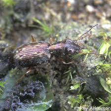 Attēlu rezultāti vaicājumam “Asaphidion pallipes”