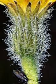 Attēlu rezultāti vaicājumam “Leontodon hispidus leaf”