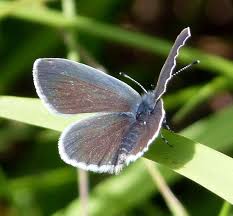 Attēlu rezultāti vaicājumam “Cupido minimus”