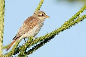 Attēlu rezultāti vaicājumam “Lanius collurio”