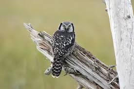 Image result for Surnia ulula