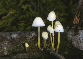 Attēlu rezultāti vaicājumam “Mycena epipterygia”