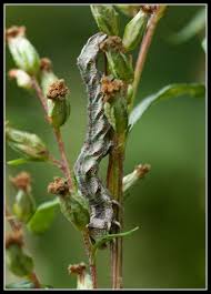 Attēlu rezultāti vaicājumam “Cucullia fraudatrix”