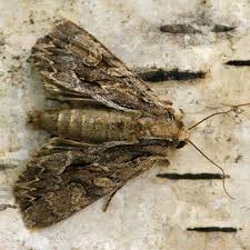 Attēlu rezultāti vaicājumam “Apamea monoglypha”