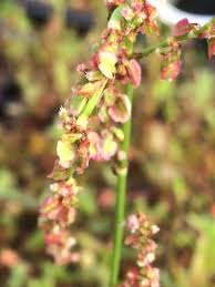 Attēlu rezultāti vaicājumam “Rumex acetosa flower”