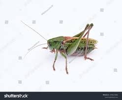 Attēlu rezultāti vaicājumam “Decticus verrucivorus”