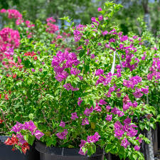 Image result for bougainvillea
