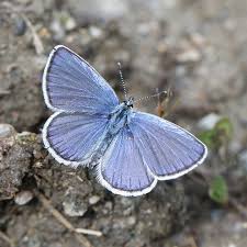Attēlu rezultāti vaicājumam “Plebejus idas underside”