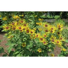 Attēlu rezultāti vaicājumam “Colloderma robustum young”