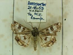 Attēlu rezultāti vaicājumam “Protoschinia scutosa”