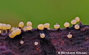 Attēlu rezultāti vaicājumam “Oligonema favogineum spores”