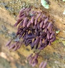 Attēlu rezultāti vaicājumam “Stemonitopsis amoena”