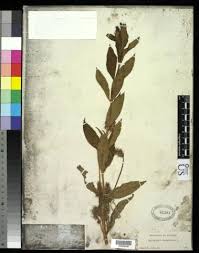 Attēlu rezultāti vaicājumam “Lysimachia thyrsiflora”